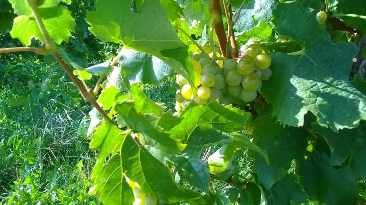 Ferienwohnung In Hahnheim, Rheinhessen 外观 照片